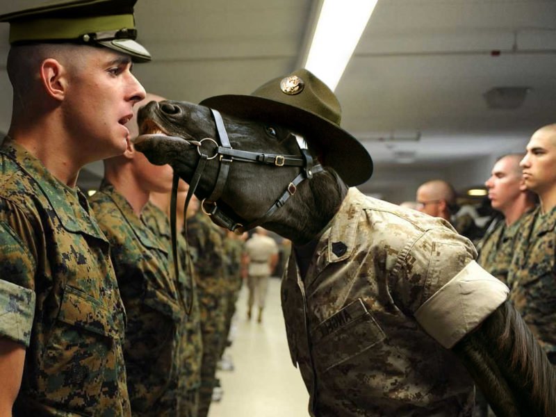 150+ Amazing Military Nicknames For Badass and More  Splashers