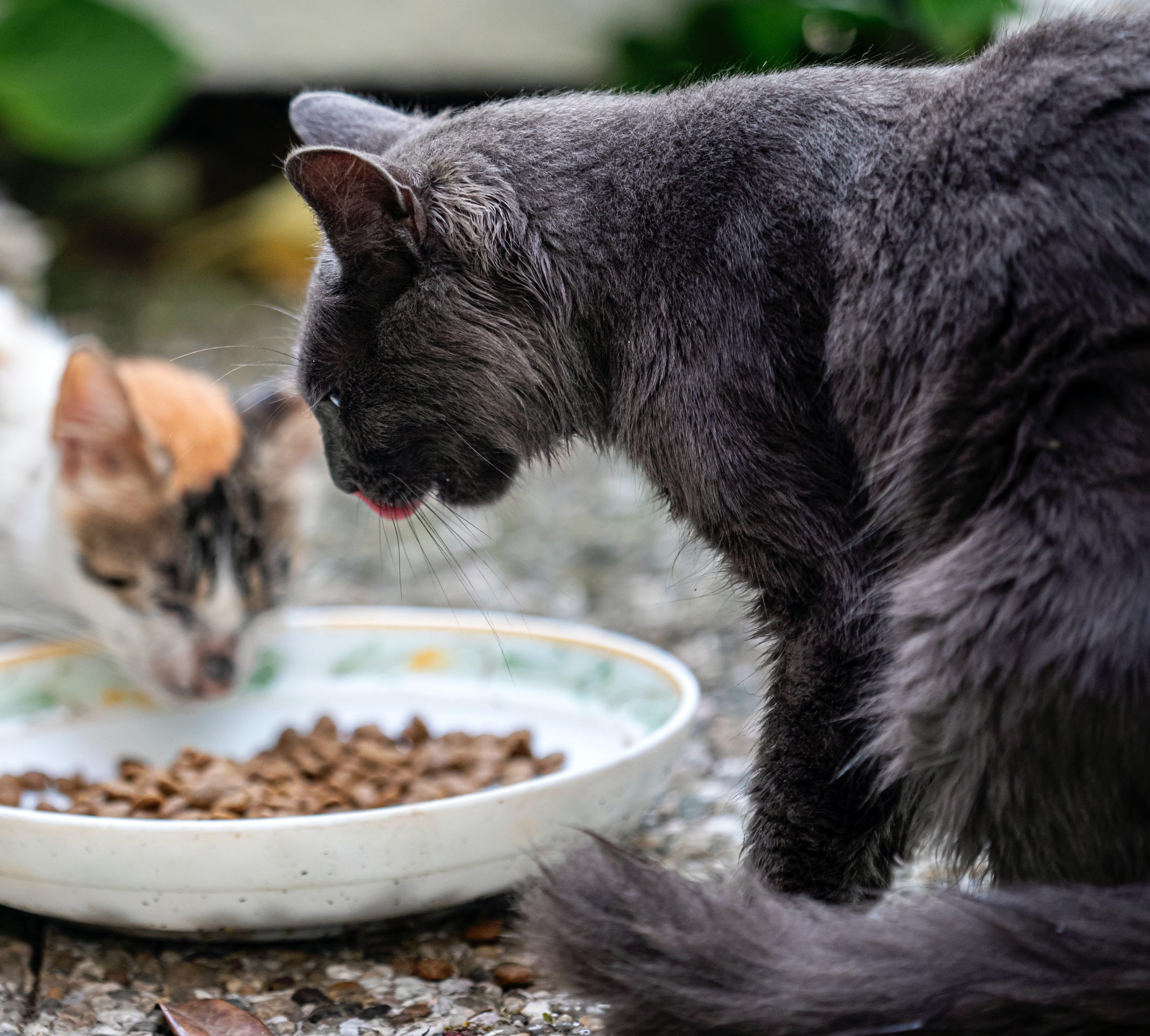Best food for cats-websplashers