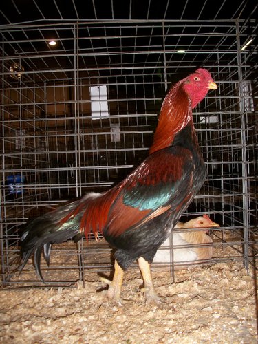 Chittagong (Malay) chicken breed image