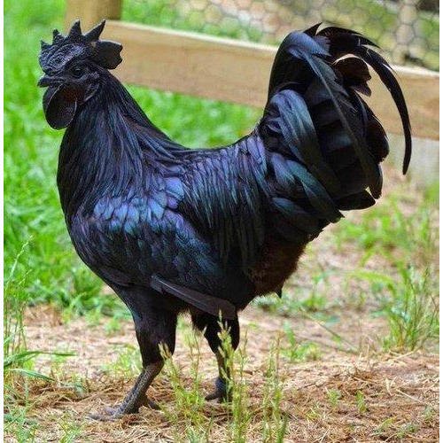 Kadaknath chicken breed
