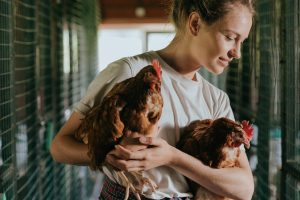 chicken breeds that lay a lot of eggs for you