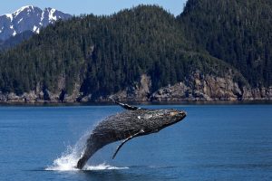Scientists Hope to Understand Sperm Whales With the Use of AI
