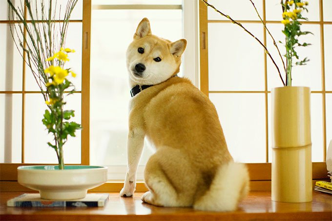Shiba Inu cutest dog breeds