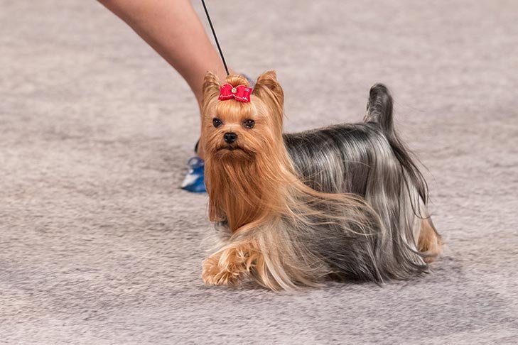 Yorkshire Terrier cutest dog breeds
