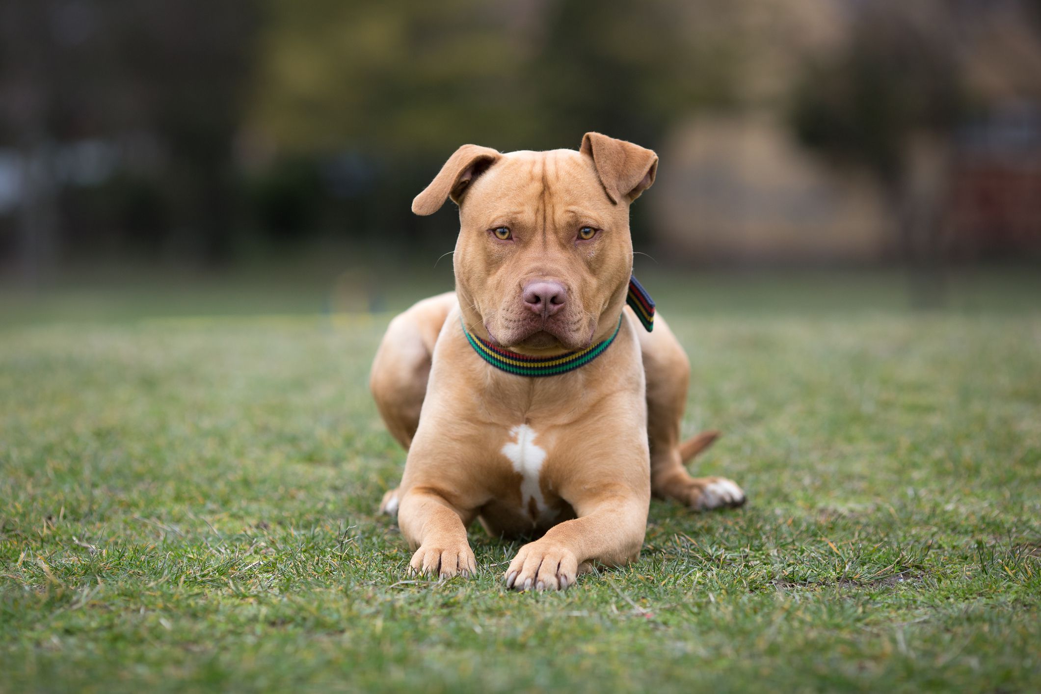 American Staffordshire Terrier cutest dog breeds
