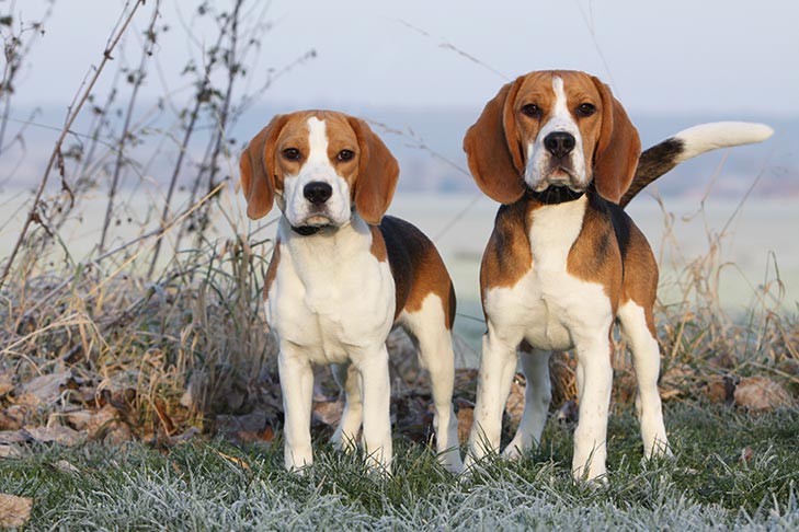 Beagle Cutest Dog Breeds