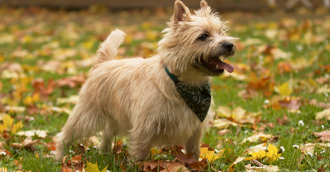 Cairn Terrier cutest dog breeds