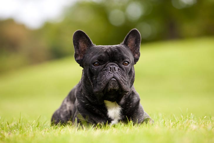 French Bulldog cutest dog breeds
