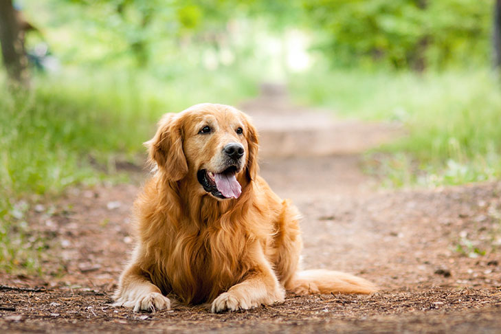 Golden Retriever cutest dog breeds