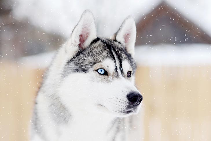 Siberian Husky cutest dog breeds