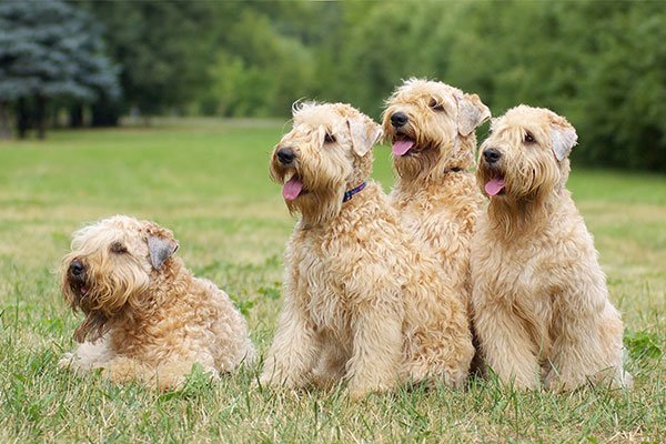 Soft Coated Wheaten Terrier cutest dog breeds
