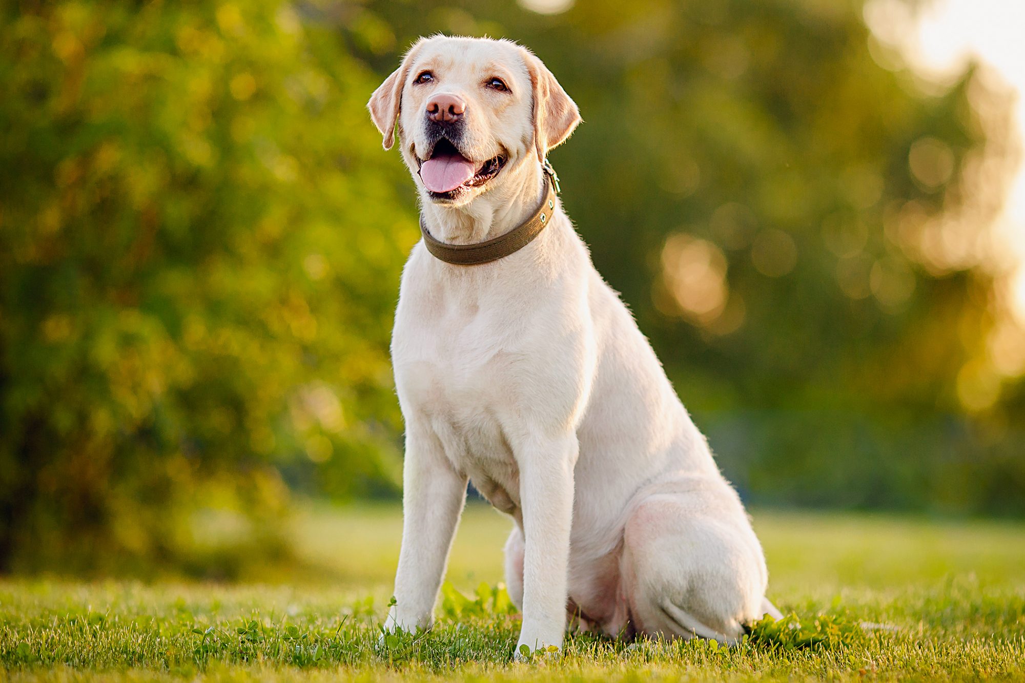 Labrador Retriever cutest dog breeds