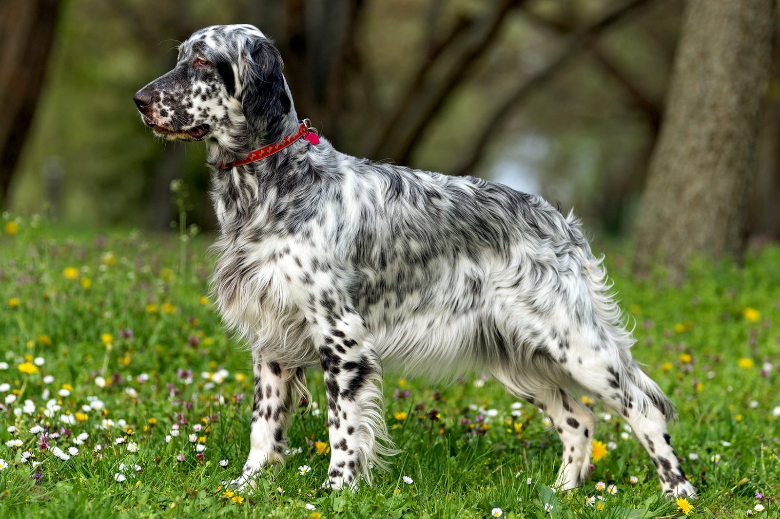 English Setter cutest dog breeds