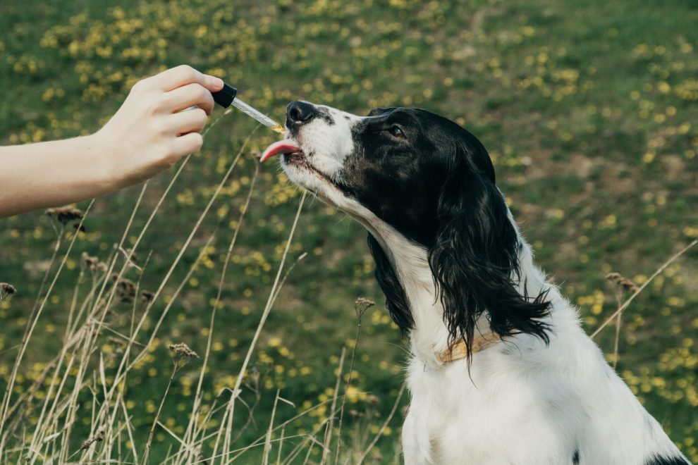 6 Tips on Getting the Right CBD Oil for Your Dogs