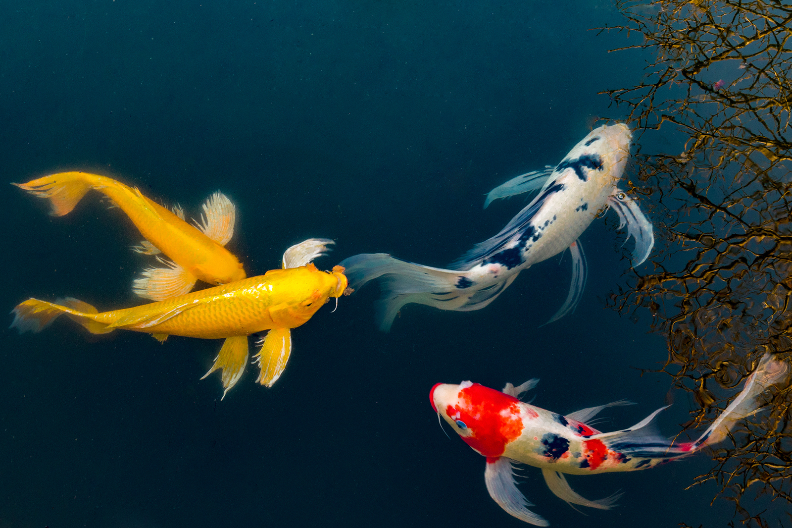 What Does It Mean To Dream of Koi Fish?