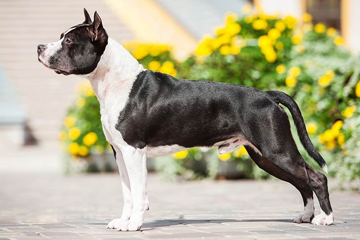 American Staffordshire Terrier