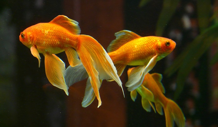 What Does It Mean To Dream of Goldfish?