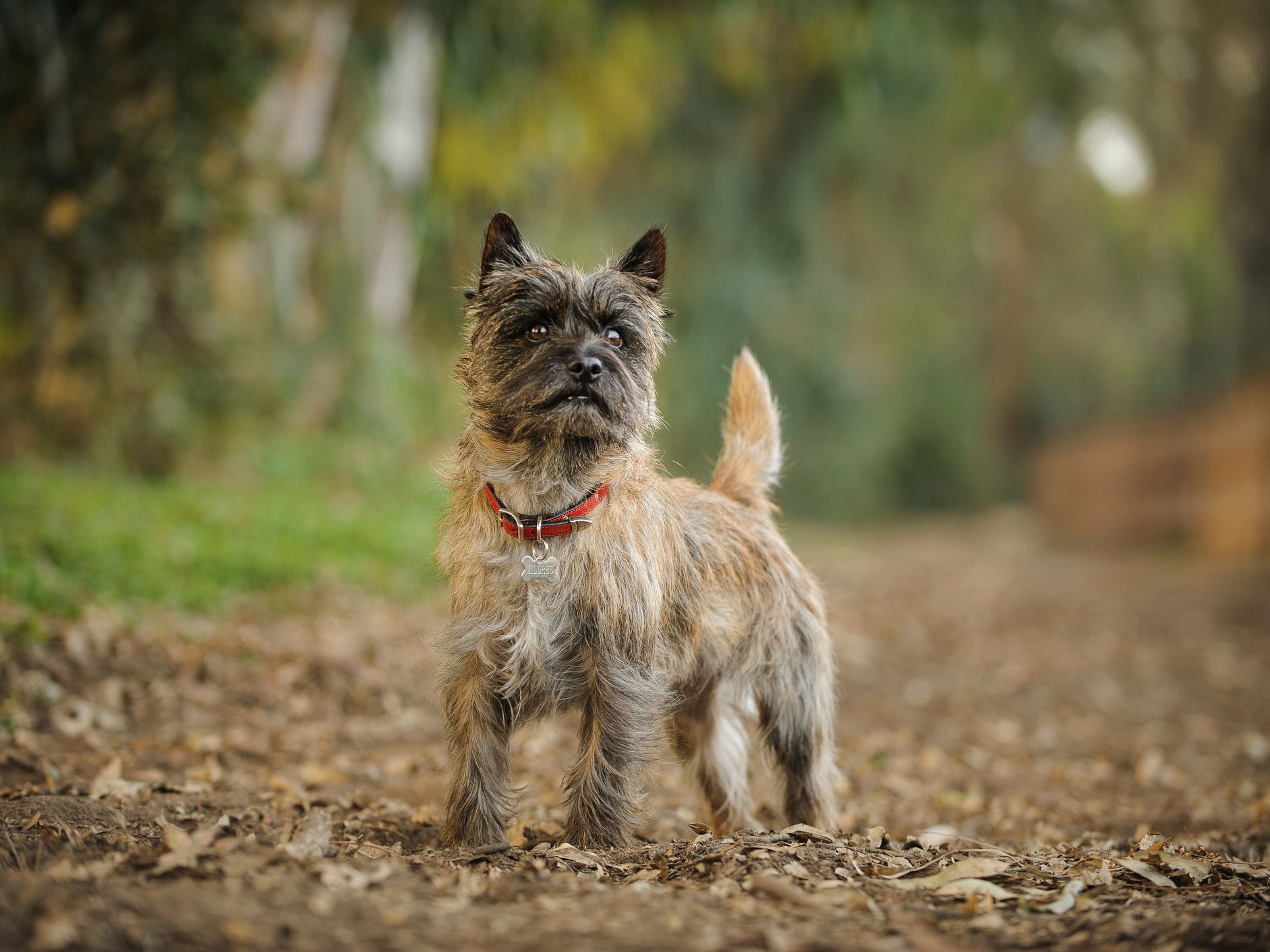 Cairn Terrier images