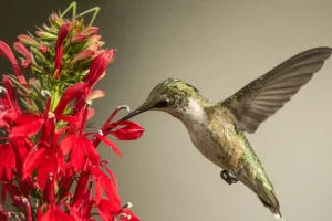 what do hummingbirds eat