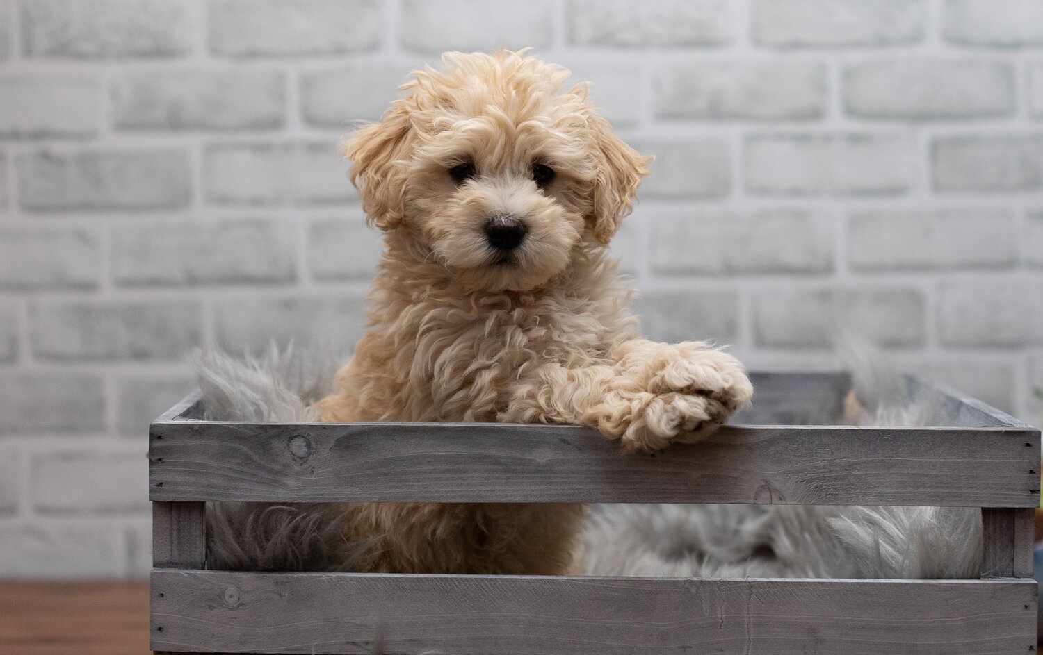 Maltipoo images