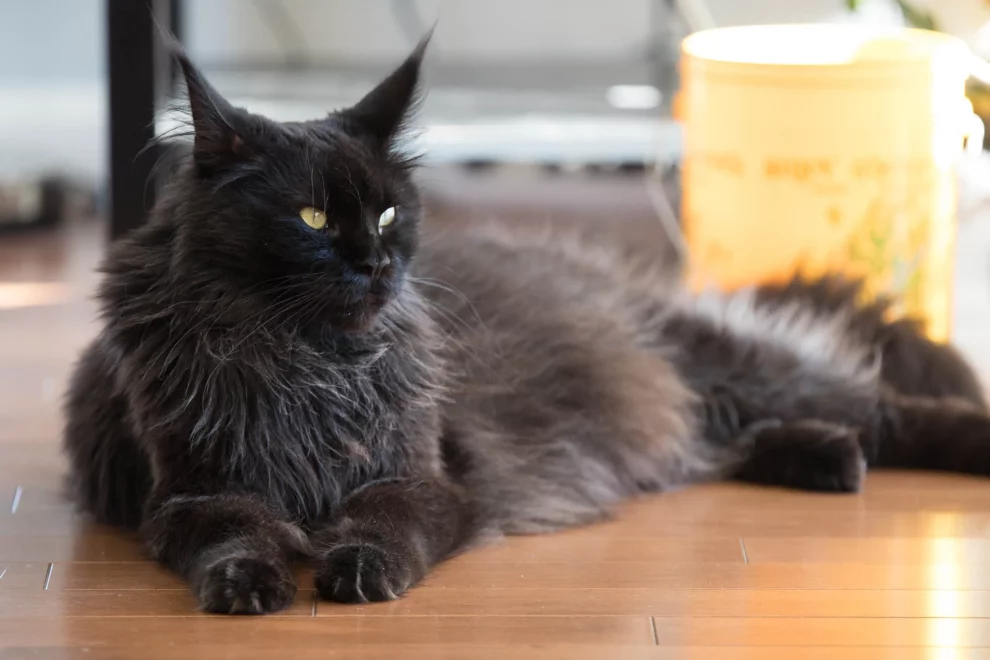 Black Maine Coon Facts