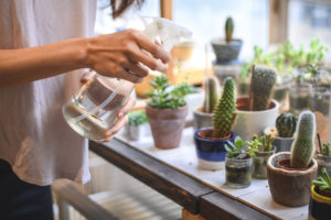 How To Care For Succulent indoors