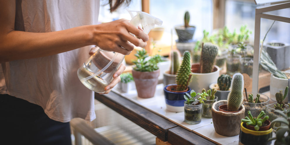 How To Care For Succulent indoors
