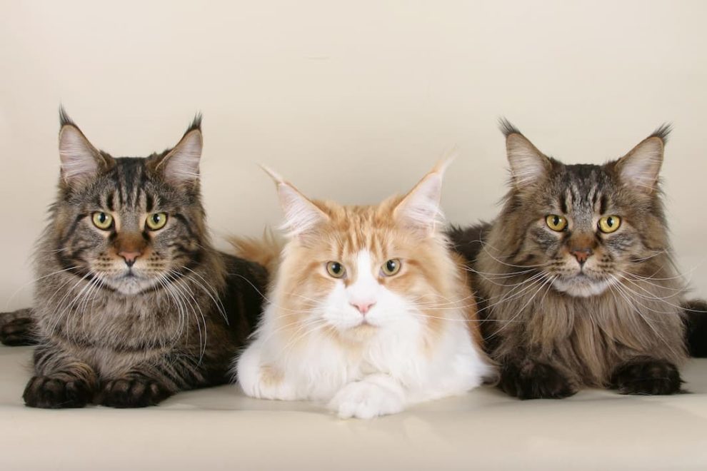 Why Are Maine Coons So Expensive?