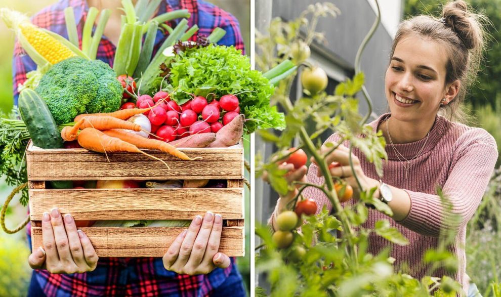 Edible Gardening: How to Grow Your Own Food at Home
