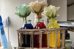 How to dye flowers with food colouring