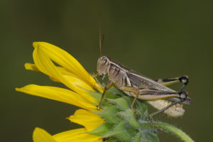 What Does It Mean When You See a Grasshopper?