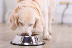 Promoting Portion Control: How Pet Tableware Affects Pet Eating Habits